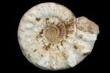 Massive, Jurassic Ammonite (Kranosphinctes?) Fossil - Madagascar #175781-2